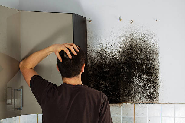 Best Insurance-Related Mold Remediation in North Vernon, IN